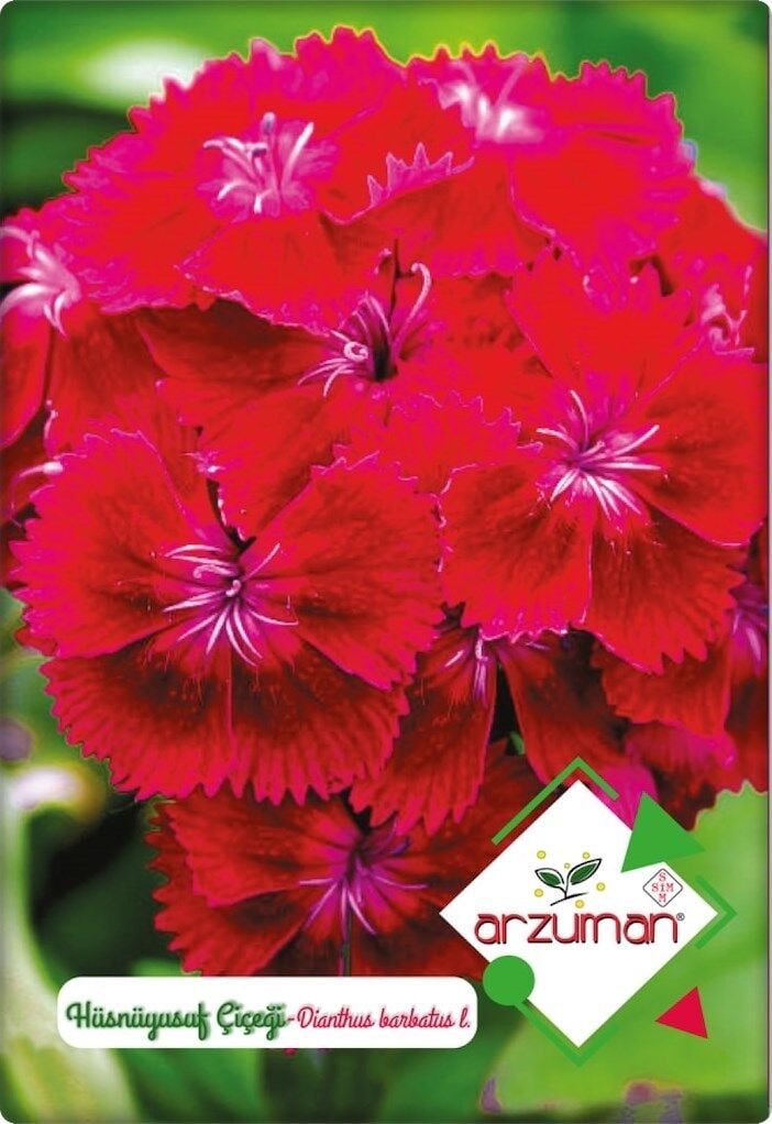 Hüsnüyusuf Çiçeği Tohumu (100 Adet)