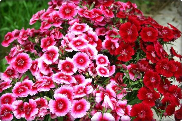 Hüsnüyusuf Çiçeği Tohumu (100 Adet)