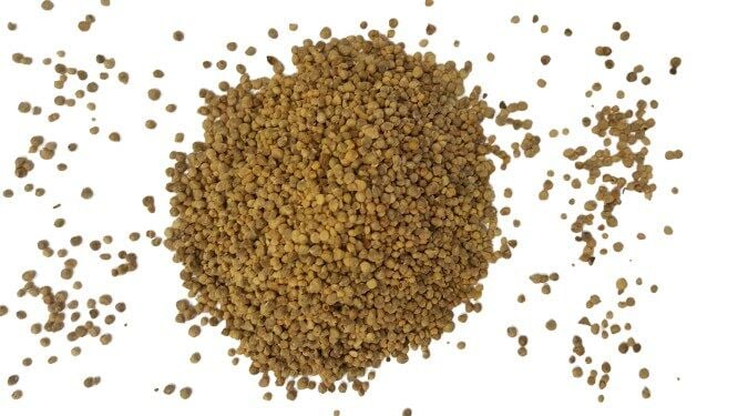 Ispanak Tohumu 1 Kg (Yerli) Kuzukulağı Çeşidi