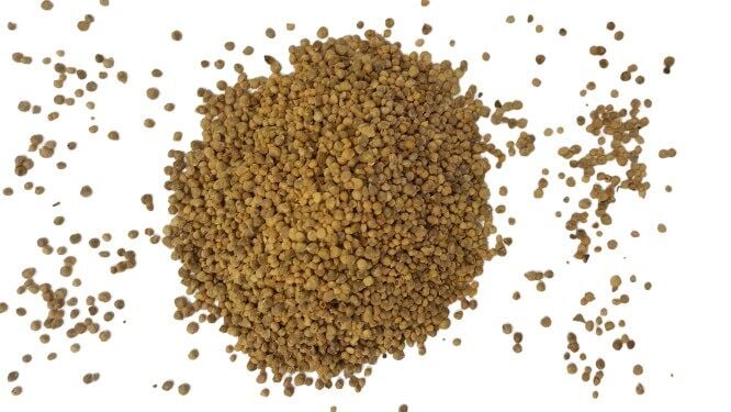 Ispanak Tohumu 1 Kg (Yerli) Kuzukulağı Çeşidi