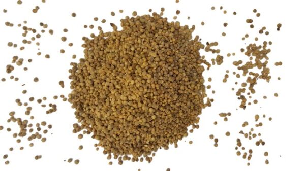 Ispanak Tohumu 1 Kg (Yerli) Kuzukulağı Çeşidi
