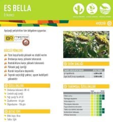 ES BELLA ERKENCİ AYÇİÇEĞİ TOHUMU (10 KG)