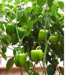 Krista F1 (Hibrit Dolma Biber Tohumu)(Koyu Renk)(1000 adet)