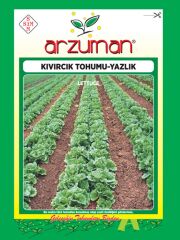 Yazlık Marul - Kıvırcık Tohumu   (10 gr)