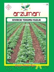 Yazlık Marul - Kıvırcık Tohumu   (10 gr)