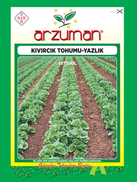 Yazlık Marul - Kıvırcık Tohumu   (10 gr)