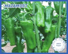 Üçburun Biber Tohumu (Köy Biberi) 10 Gr Mazamort