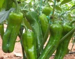 Üçburun Biber Tohumu (Köy Biberi) 10 Gr Mazamort