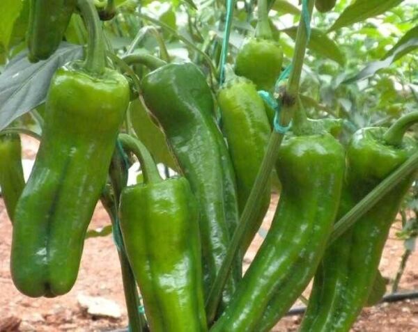 Üçburun Biber Tohumu (Köy Biberi) 10 Gr Mazamort