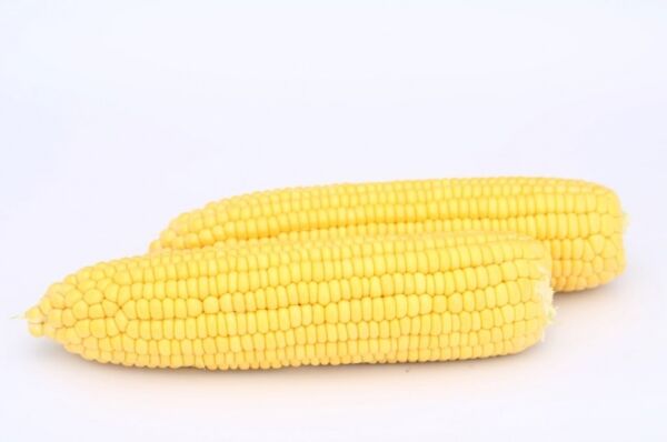 Hibrit Şeker-Tatlı Mısır Tohumu (25 Gr)