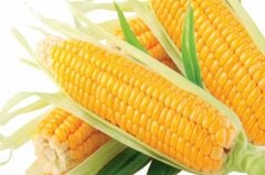 Hibrit Şeker-Tatlı Mısır Tohumu (25 Gr)