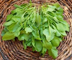 Tere Tohumu (10 Gr) Geniş Yapraklı Tere