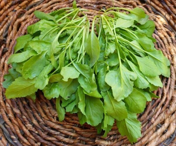 Tere Tohumu (10 Gr) Geniş Yapraklı Tere