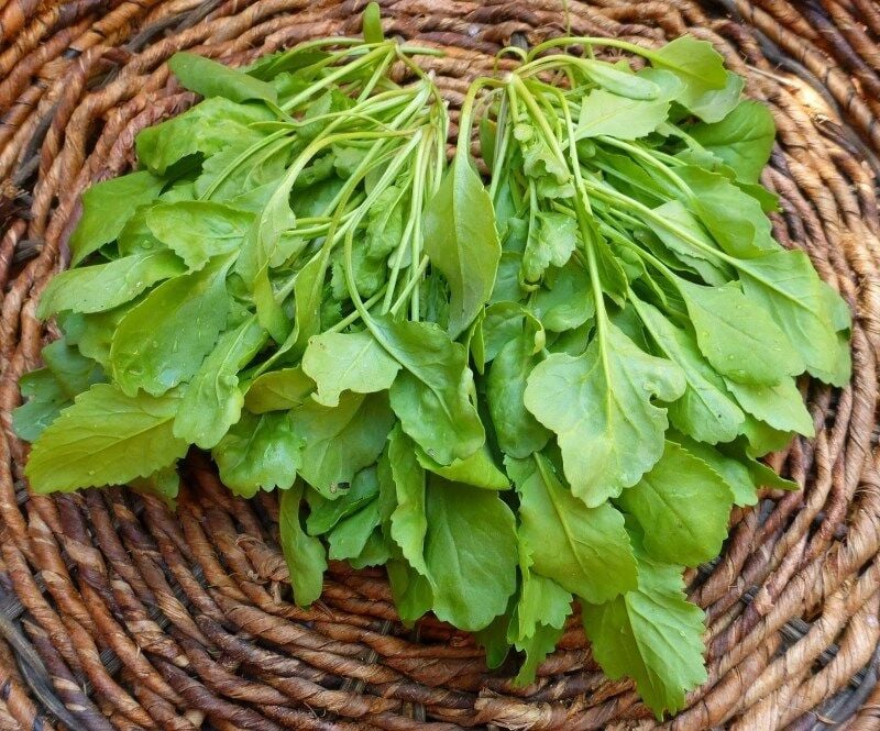 Tere Tohumu (10 Gr) Geniş Yapraklı Tere
