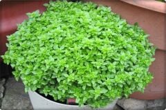 Top Reyhan (Fesleğen) (100 Adet)