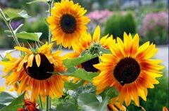 Süs Ayçiçeği Tohumu (50 Adet)