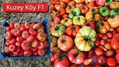 KUZEYKÖY F1 KÖY DOMATES TOHUMU(1000 ÇK)
