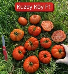 KUZEYKÖY F1 KÖY DOMATES TOHUMU(1000 ÇK)