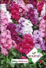 Şebboy Çiçeği (100 Adet) Karışık Renk