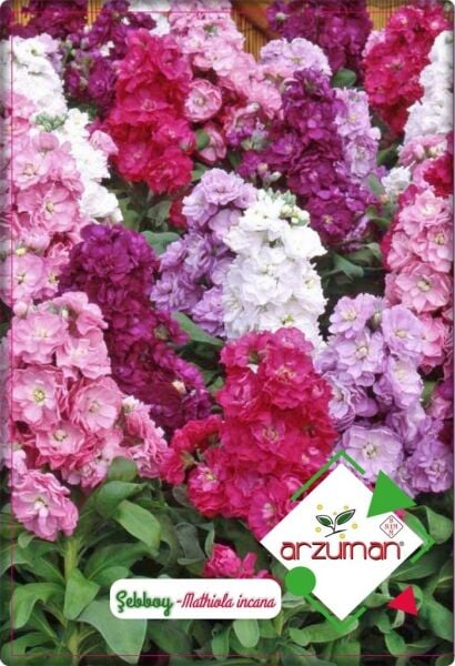 Şebboy Çiçeği (100 Adet) Karışık Renk