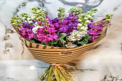 Şebboy Çiçeği (100 Adet) Karışık Renk