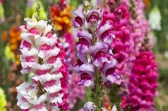 Şebboy Çiçeği (100 Adet) Karışık Renk