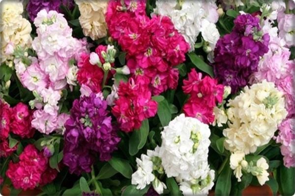 Şebboy Çiçeği (100 Adet) Karışık Renk