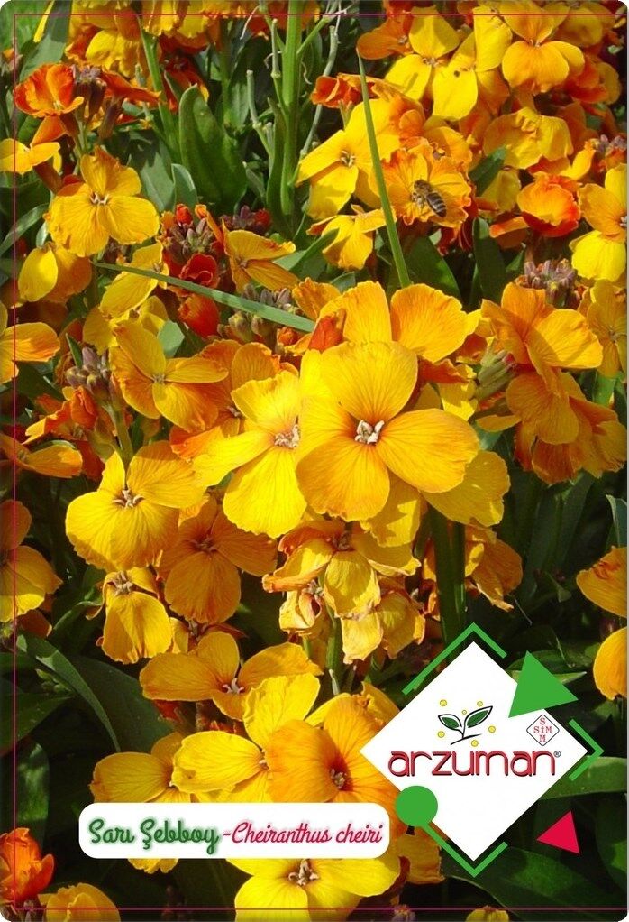 Sarı Şebboy Çiçeği Tohumu (100 Adet)