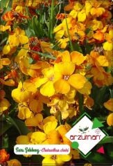 Sarı Şebboy Çiçeği Tohumu (100 Adet)