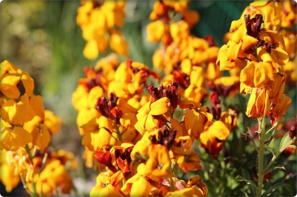 Sarı Şebboy Çiçeği Tohumu (100 Adet)