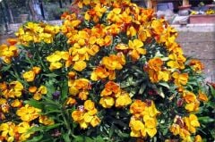 Sarı Şebboy Çiçeği Tohumu (100 Adet)