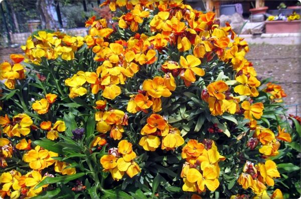 Sarı Şebboy Çiçeği Tohumu (100 Adet)