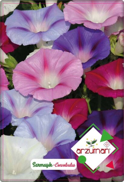 Sarmaşık Çiçeği Tohumu (50 Adet) Karışık Renk