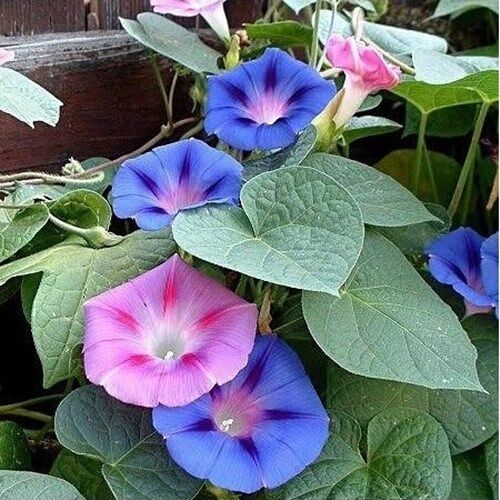 Sarmaşık Çiçeği Tohumu (50 Adet) Karışık Renk