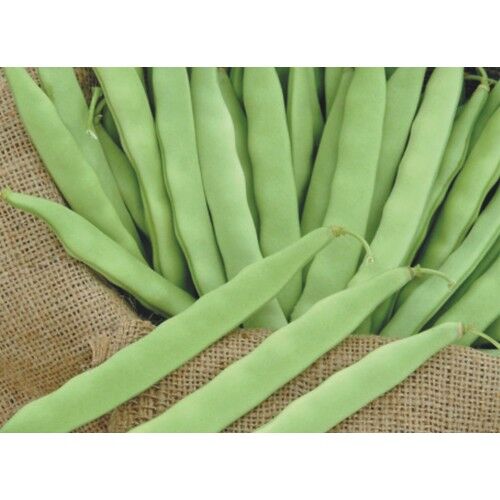 MAY GİNA FASULYE (500 gr)