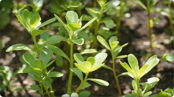 Semizotu Tohumu (10 gr)