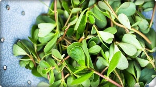 Semizotu Tohumu (10 gr)