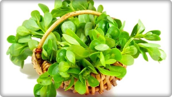 Semizotu Tohumu (10 gr)