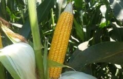 DEKALB C955 Uzun Boylu Silajlık Mısır Tohumu