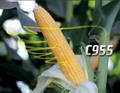 DEKALB C955 Uzun Boylu Silajlık Mısır Tohumu