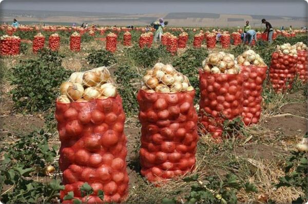 SOĞAN ÇUVALI (50 KİLOLUK) 250 ADET 55*90