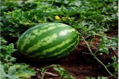 Karpuz Tohumu (10 Gr) Crimson Sweet