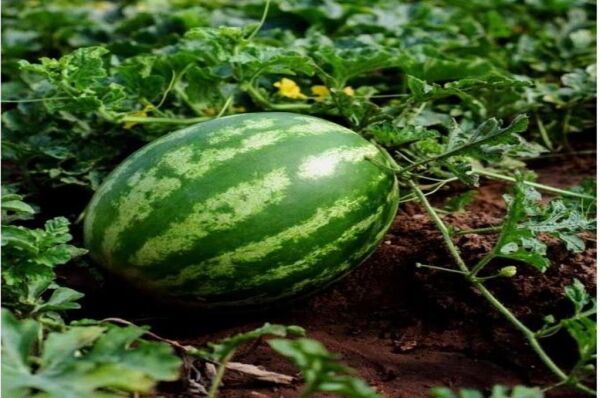 Karpuz Tohumu (10 Gr) Crimson Sweet