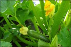 Kabak Tohumu Siyah Kabak (10 Gr) Kolsuz