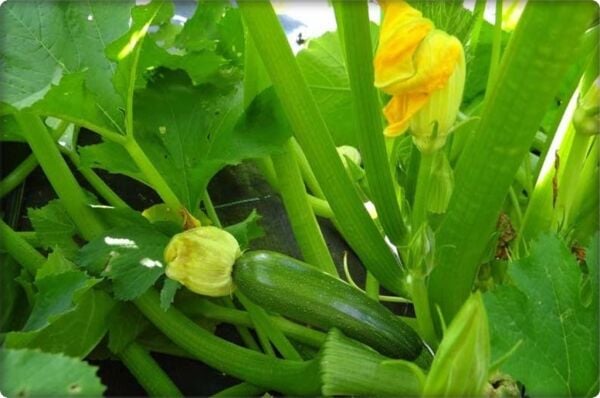 Kabak Tohumu Siyah Kabak (10 Gr) Kolsuz