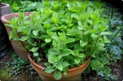 Nane Tohumu (100 Adet) Keskin Kokulu