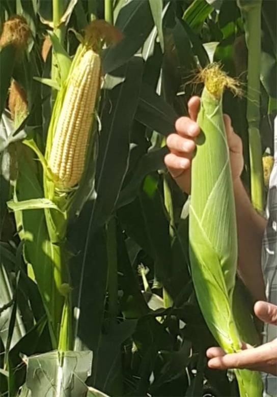 AGROTİP A2717 F1 HİBRİT MISIR TOHUMU (50.000 ÇK)