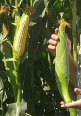 AGROTİP A2717 F1 HİBRİT MISIR TOHUMU (50.000 ÇK)
