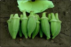 Bamya Tohumu (Sultani) 10 Gr