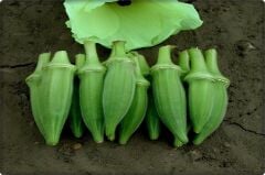 Bamya Tohumu (Sultani) 10 Gr